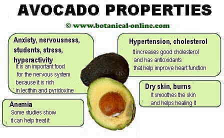 properties of avocado