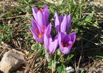 saffron flower