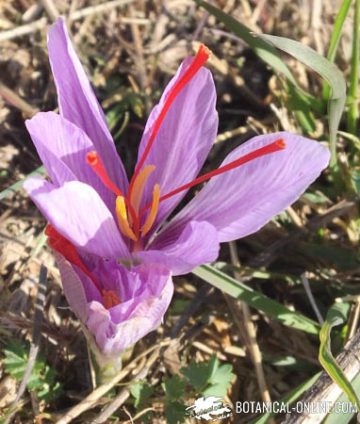 saffron parts