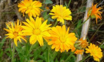 calendula flowers