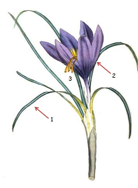 Safreon crocus sativus