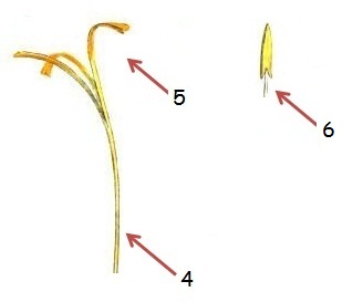 Different parts of saffron flower