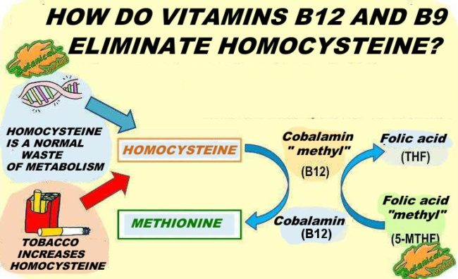 metabolism homocysteine: ​​cycle homocysteine-methionine