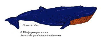 blue whale