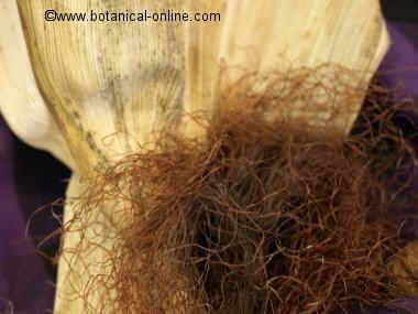 Dry corn silk detail