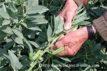 picking fava beans