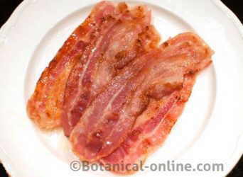 bacon