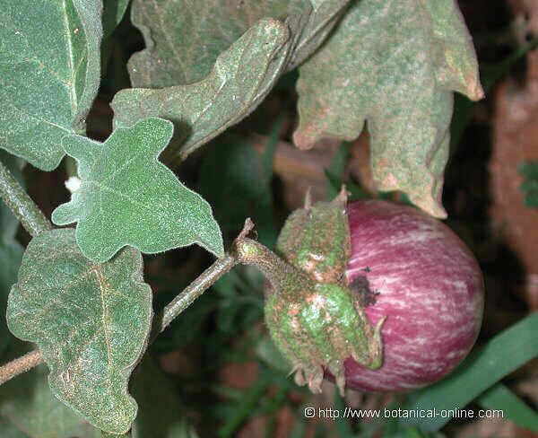 eggplant