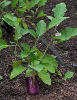 eggplant plant in an orchard