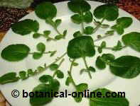 Watercress leaves