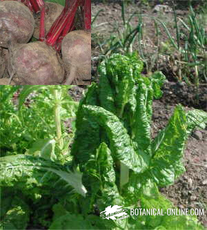 Beets and chards