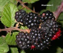 blackberries