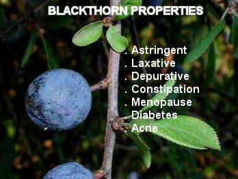 blackthorn properties