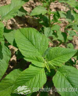 leaves of pigweed amaranth