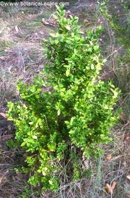 young plant of boxwood.