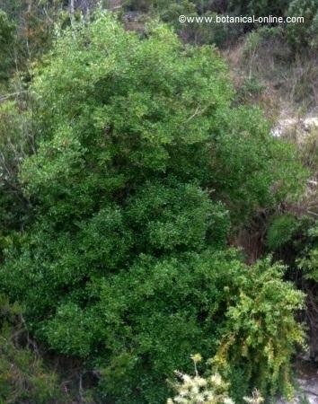 General appearance of a boxwood