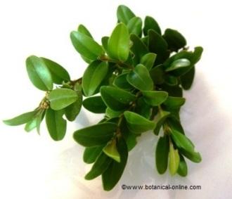 Boxwood