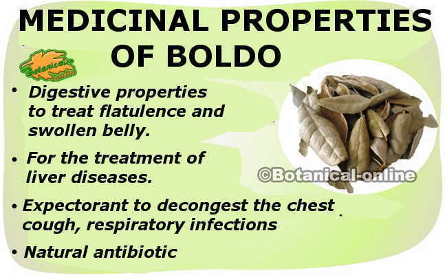 main medicinal properties of boldo 