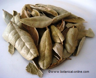 Photograph of boldo leaves