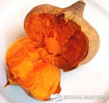 sweet potato