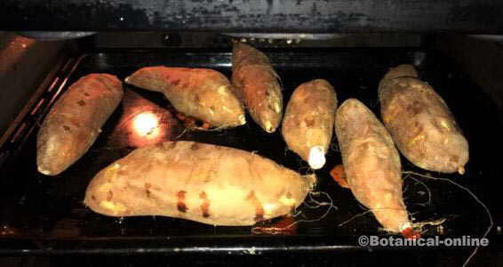 sweet potatoes roasting in the oven