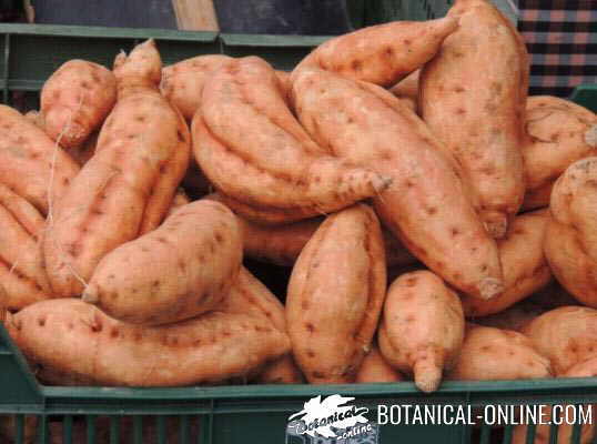 sweet potatoes