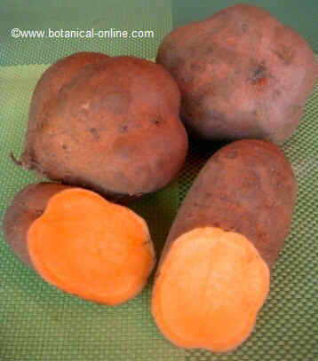 Sweet potato