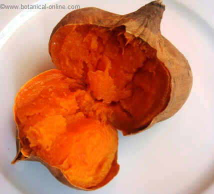 roasted sweet potato, opened