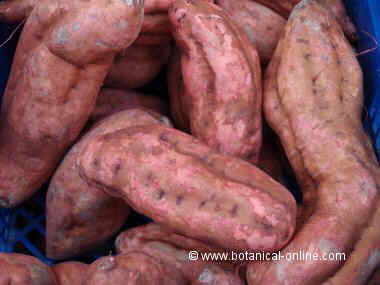 sweet potatoes