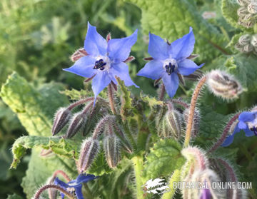 borage flowers