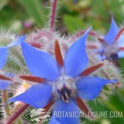 borage flower 