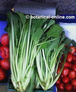 borage in a Salamanca market, Spain