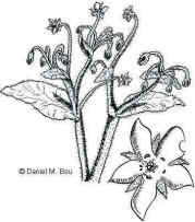 borage