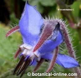 Borage flower photo