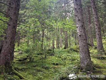 A wet forest in Zermat