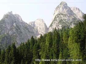 fir forest in the Austrian Alps