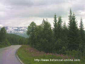 conifers forest in Scandinavia