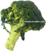 broccoli