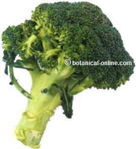 brocoli