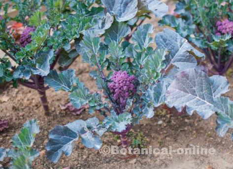 brocoli cultivo de brecoles