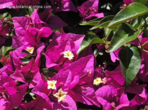 Bougainvillea glabra