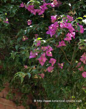 Bougainvillea 