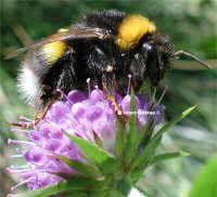 Bumblebee on wood scabious