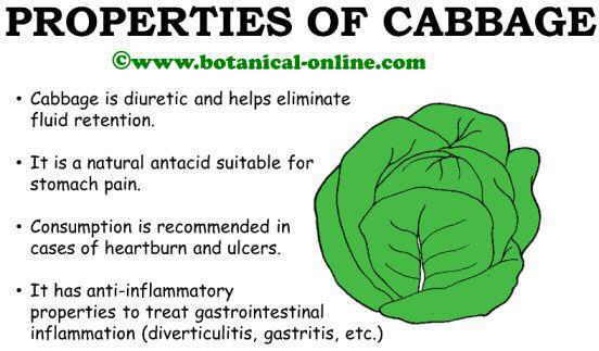 Cabbage medicinal health properties