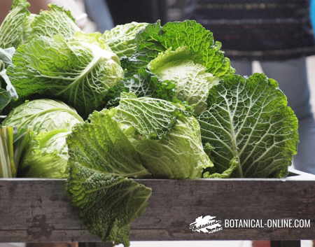 Photo of some cabbages