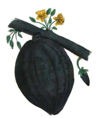 Drawing of fruit and flowers of cacao 
