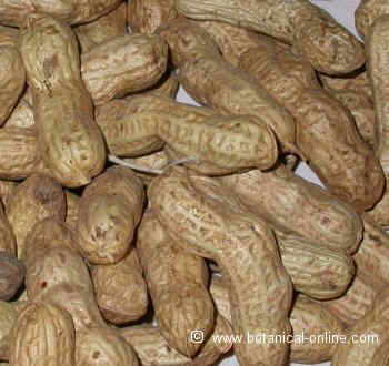 peanuts