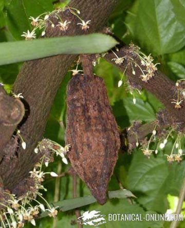 cacao plant