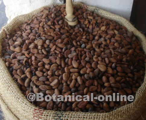 Photo of criollo cocoa seeds