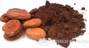 Photo of seeds of pure cocoa and cocoa powder